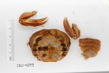 Media type: image;   Invertebrate Zoology CRU-4299 Description: Preserved specimen.;